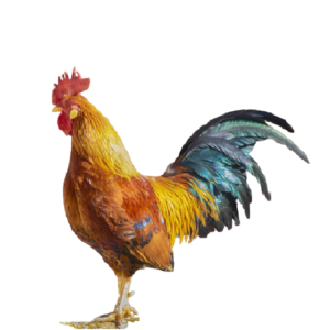 WHOLE ROOSTER (MALE CHICKEN) PRE-ORDER