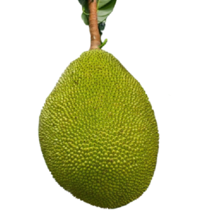 JACKFRUIT (CHAKKA) PRE-ORDER ONLY