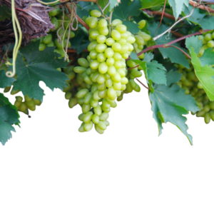 SEEDLESS GREEN GRAPES - ONE BAG
